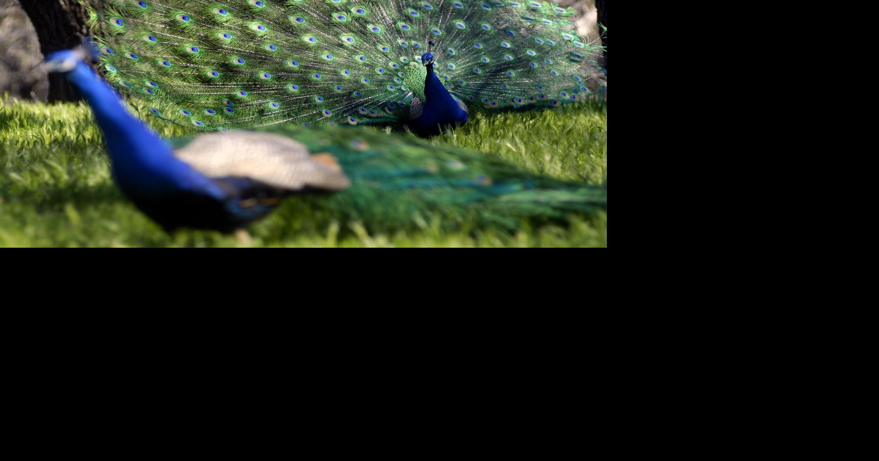 Fairfield council approves new peafowl management plan that includes