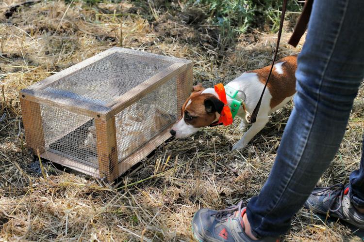 Photos Rattlesnake Avoidance Training for Dogs News