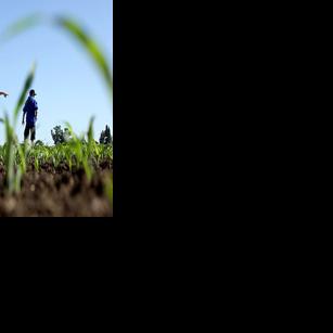 Lost cause: Largest corn maze begins marking, cutting trails | News ...