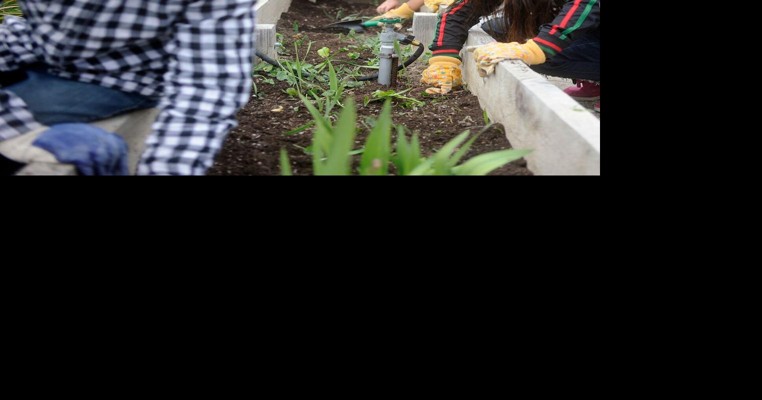 Children find agricultural lessons in school garden | Education ...
