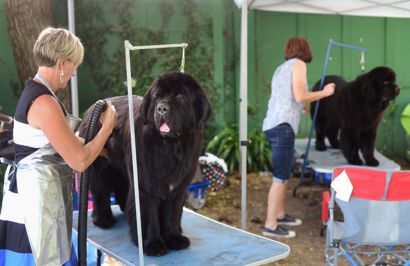 Photo: Woofstock Dog Show | News | dailyrepublic.com