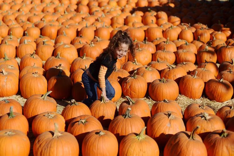 Pumpkin patch at Larry’s Produce draws early crowd Lifestyle