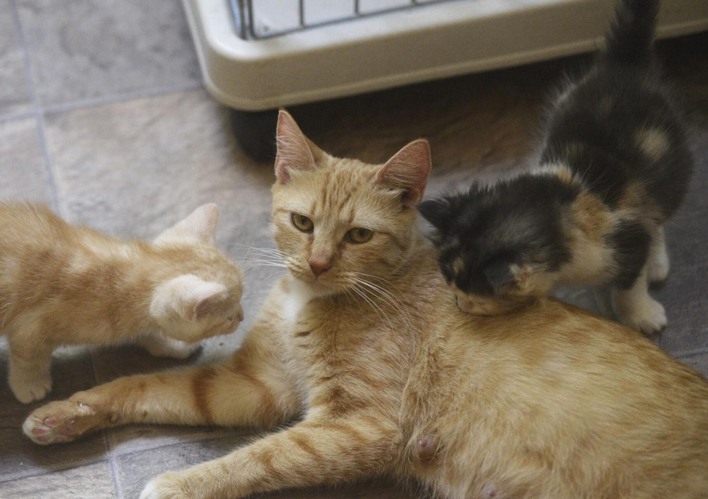 Local animal care groups team up for cat spay, neuter services | Solano  County | dailyrepublic.com