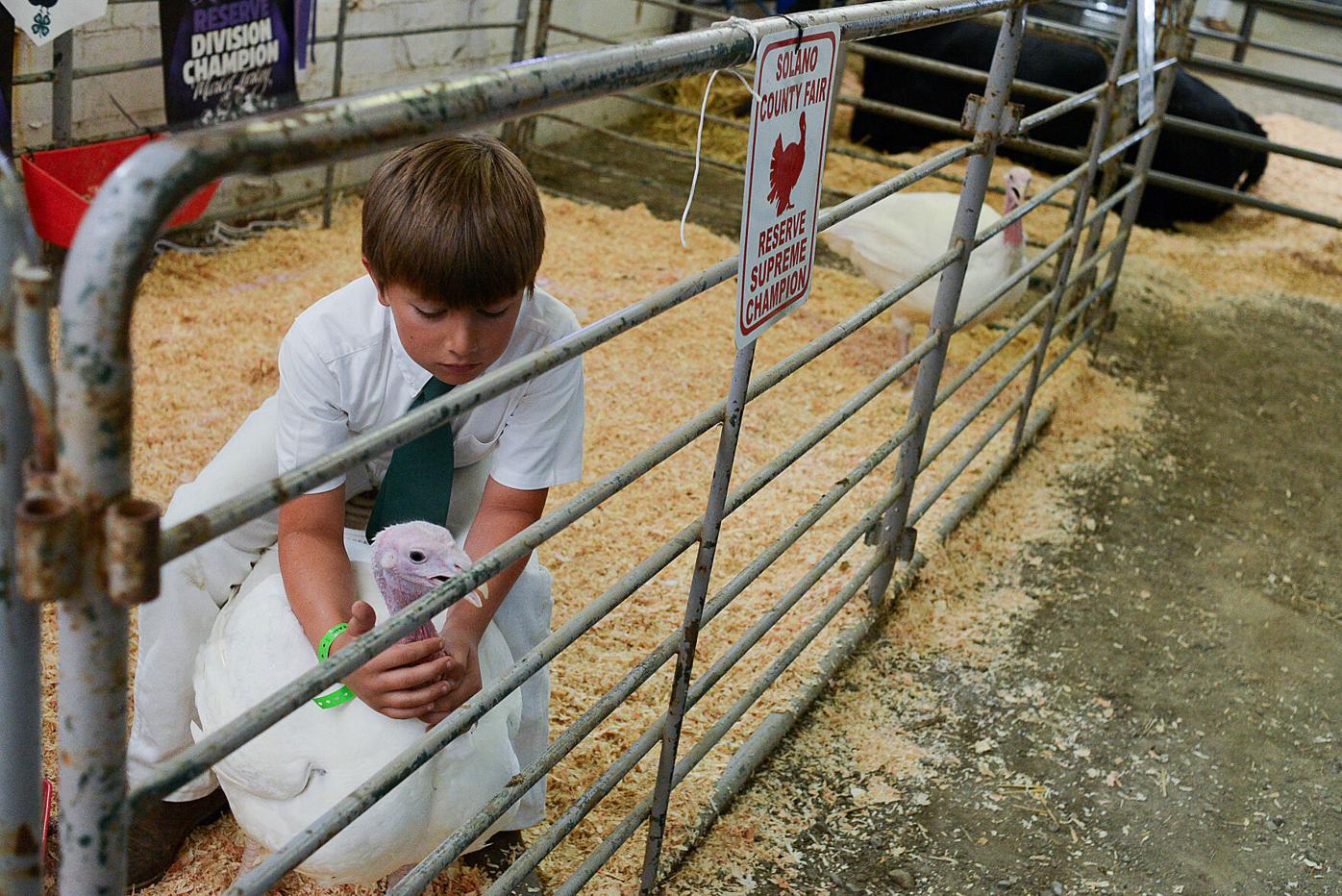 Champions applauded, livestock sold at County Fair main event |  Benicia-Vallejo | dailyrepublic.com