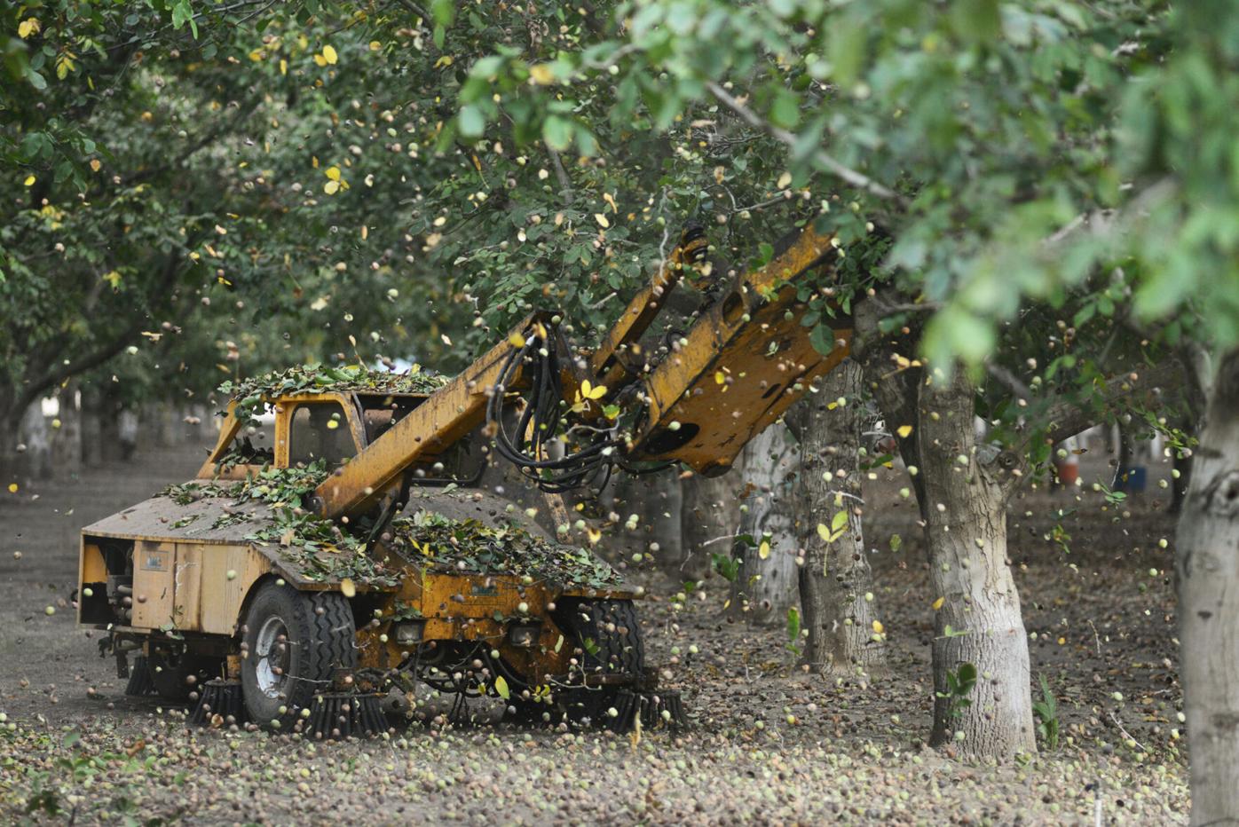 Solano Land Trust adds nearly 1,100 more acres into ag easements |  Vacaville-Dixon-Winters | dailyrepublic.com