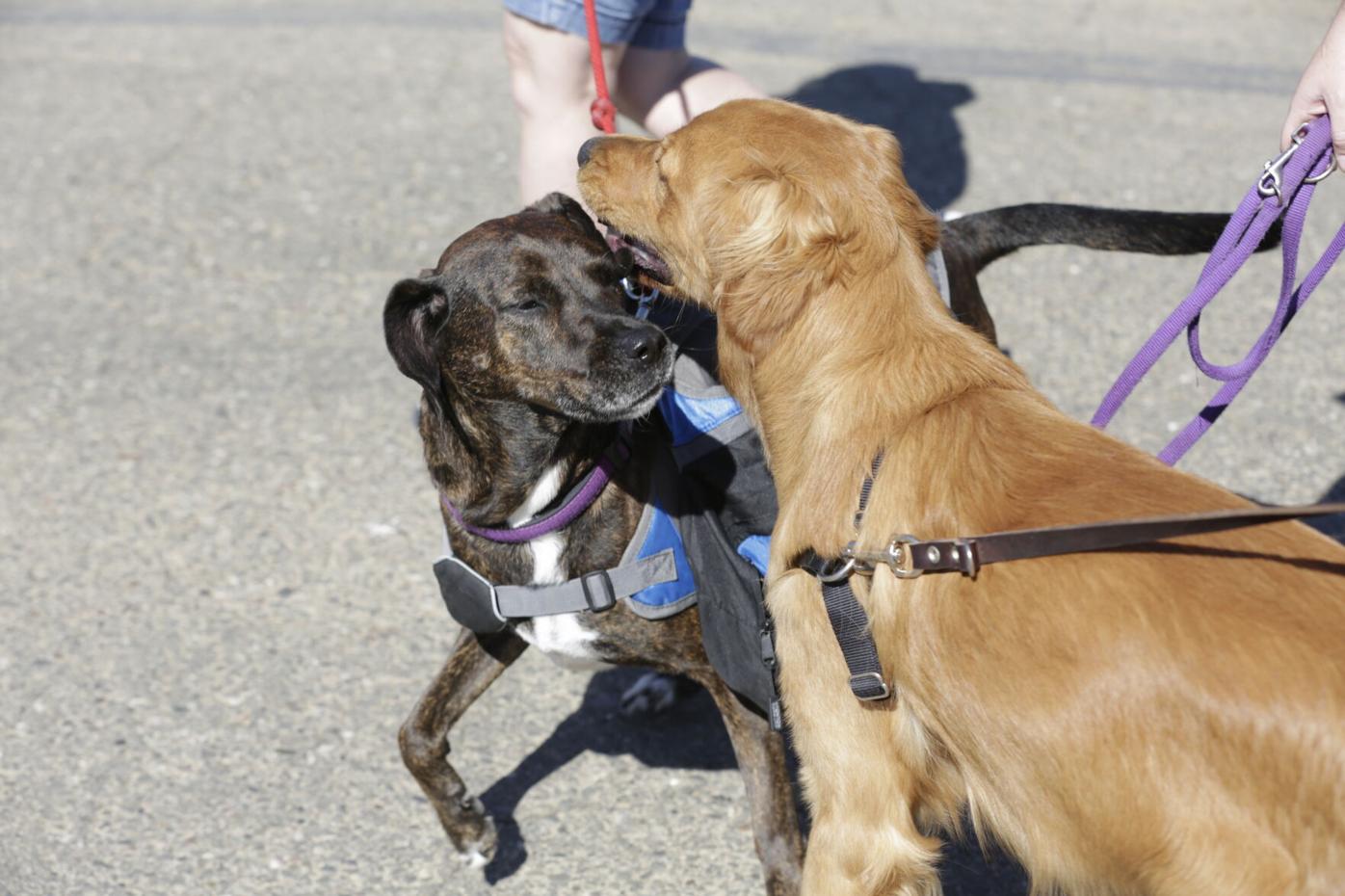Students help animals and community with project | Solano County |  dailyrepublic.com