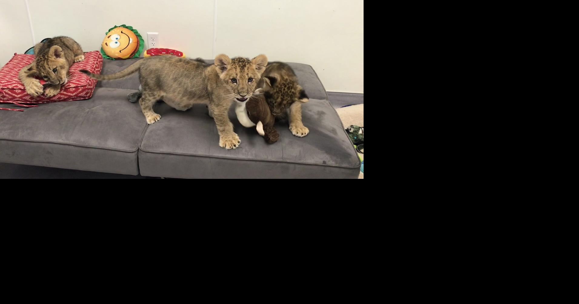 Lion cubs join Six Flags Discovery Kingdom in Vallejo