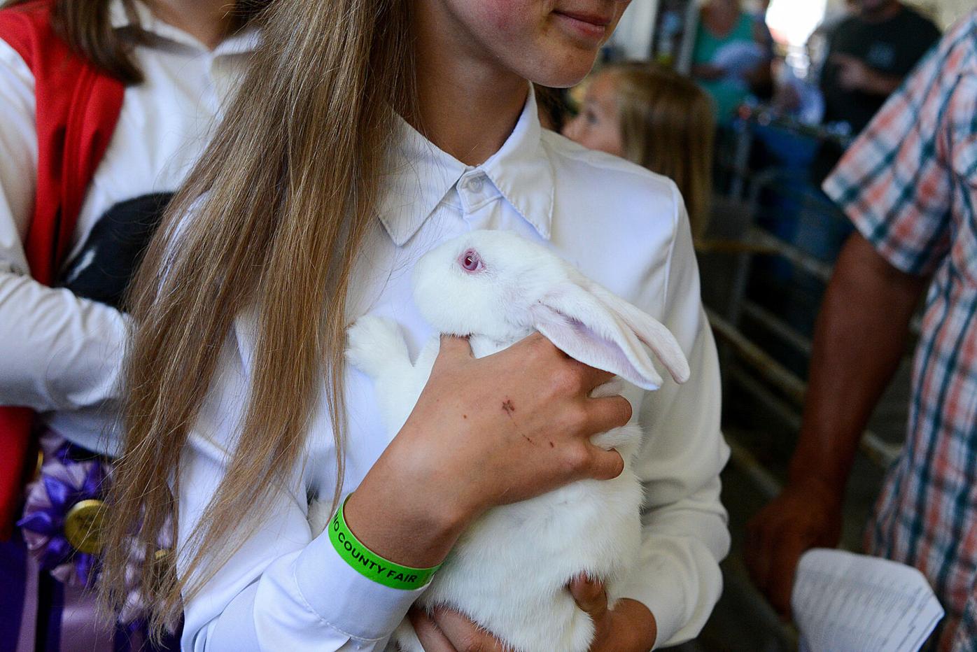 Champions applauded, livestock sold at County Fair main event |  Benicia-Vallejo | dailyrepublic.com