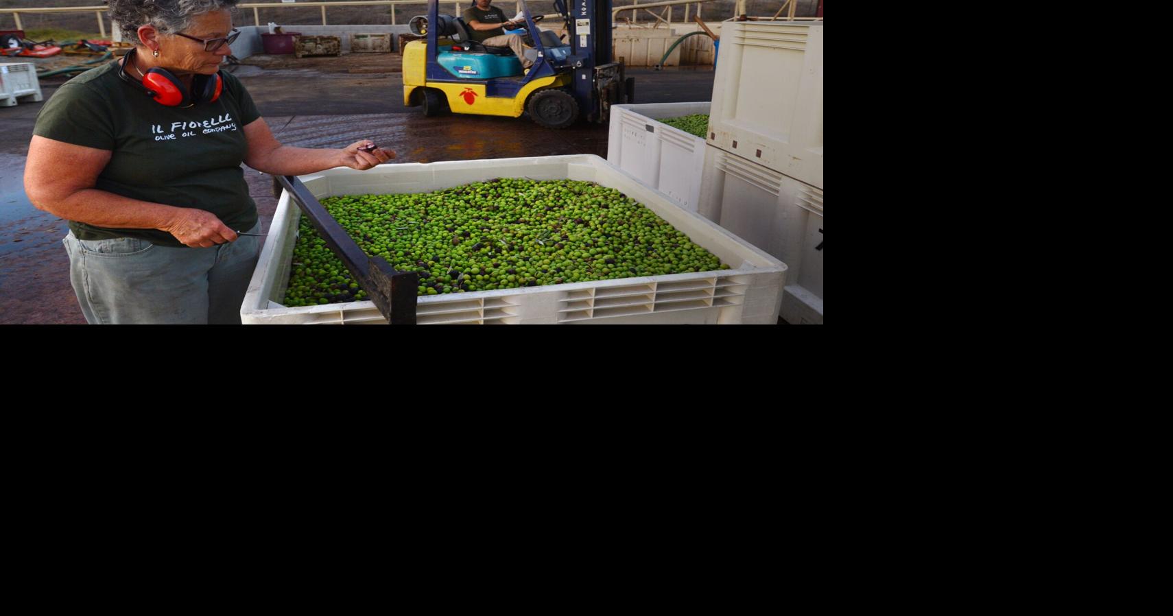 State testing for olive oil standards begins Lifestyle