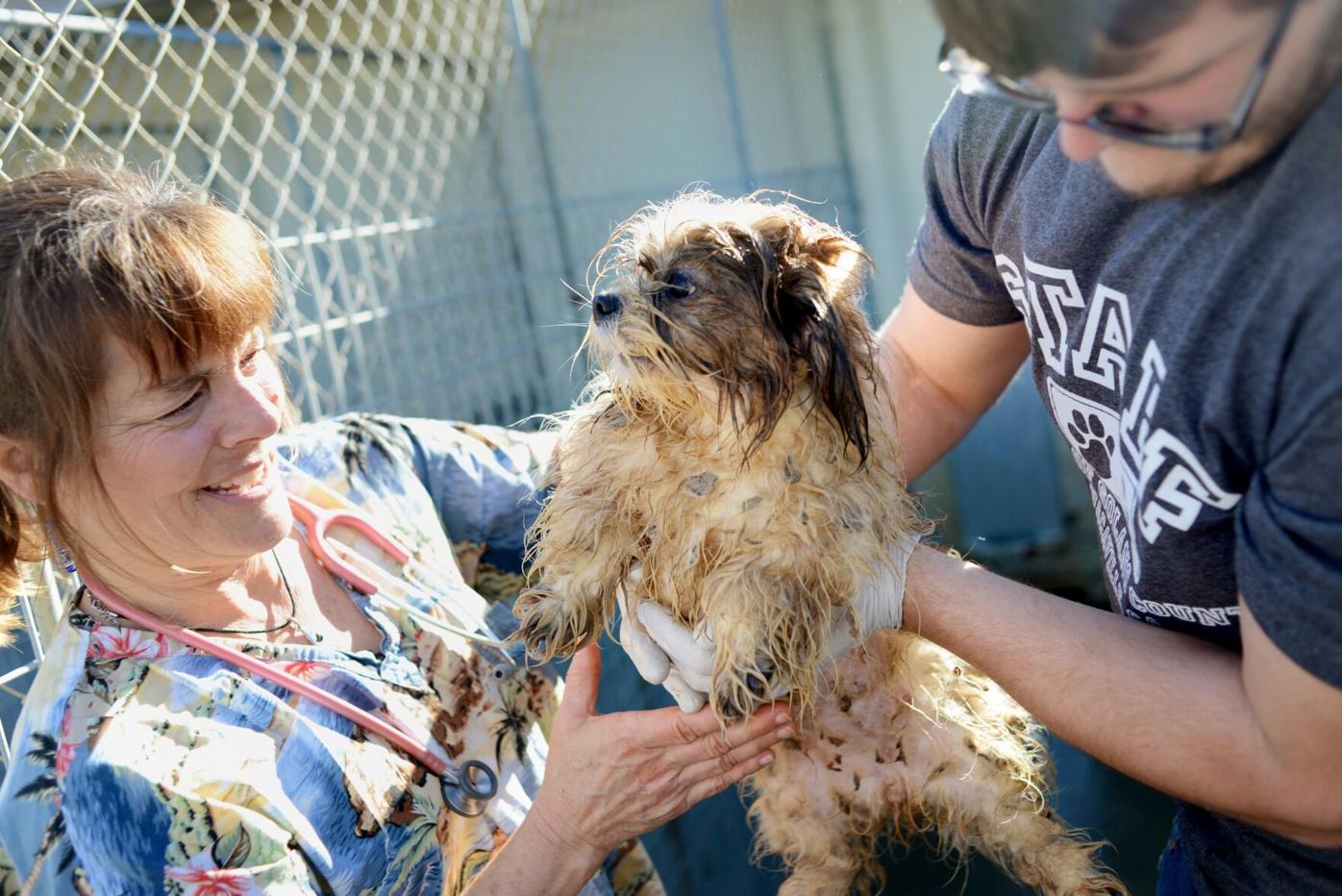SPCA begins caring for more than 100 rescued dogs | Solano County |  dailyrepublic.com