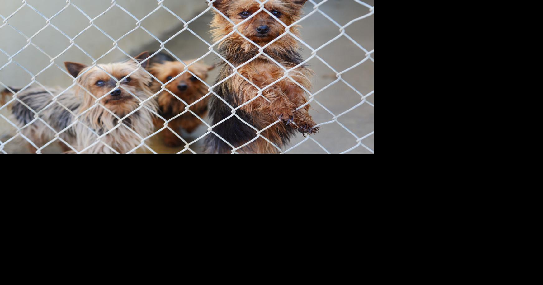 Photos: Over 100 Dogs rescued | News | dailyrepublic.com
