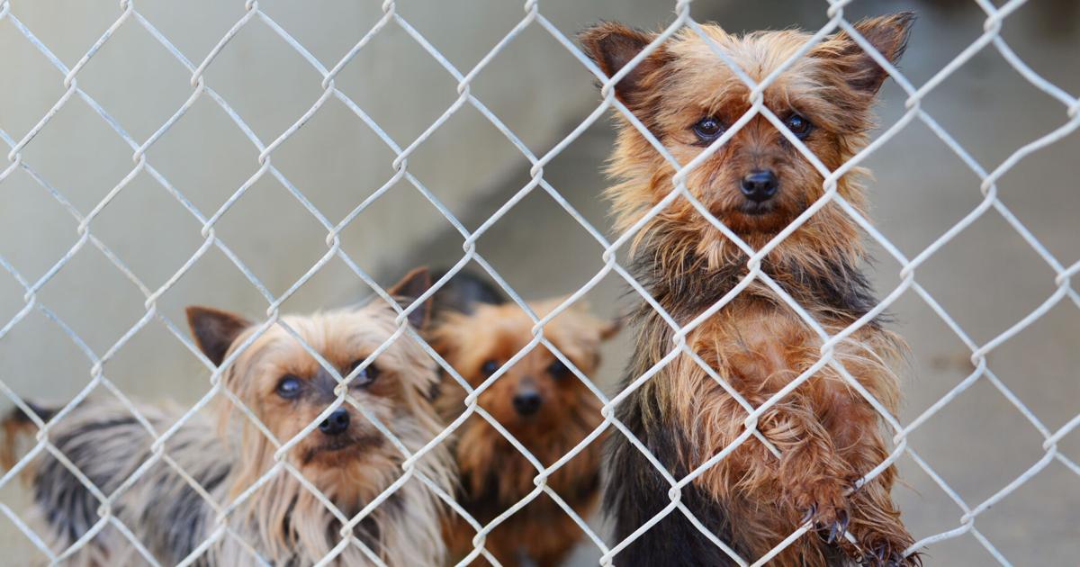 100 Dogs Rescued Photos: Over 100 Dogs rescued | News | dailyrepublic.com