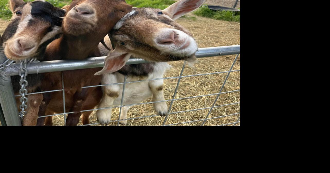 Volunteer opportunities include helping with goats, bringing joy to ...