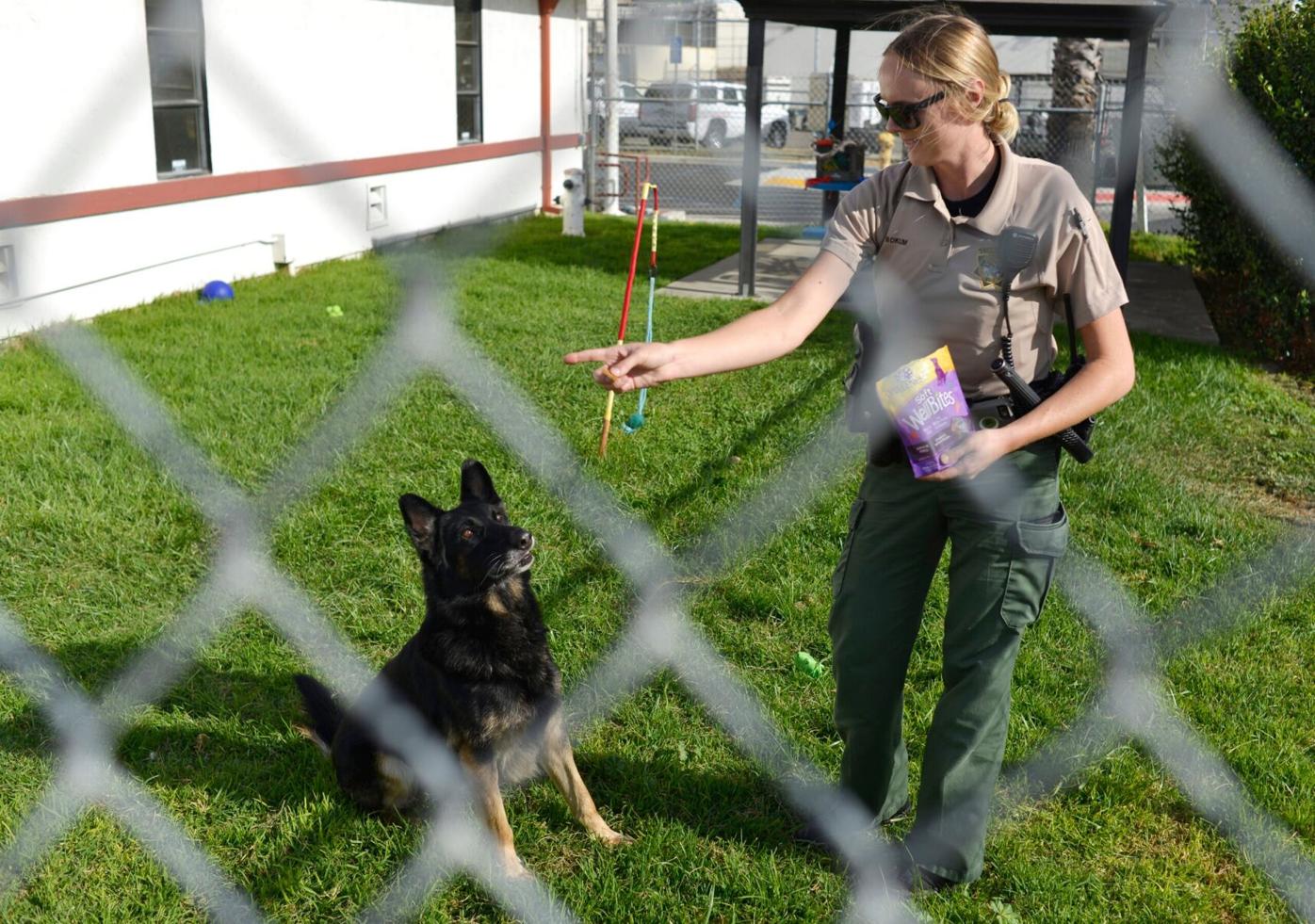 Free pet adoptions campaign opens at Solano County Animal Shelter |  Benicia-Vallejo | dailyrepublic.com
