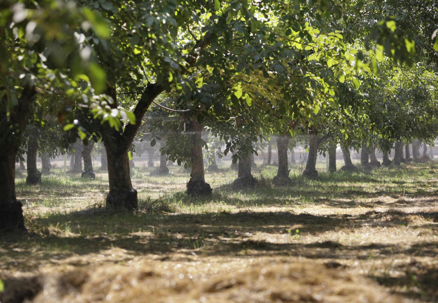 Solano County crop values approach record heights | Solano County |  dailyrepublic.com