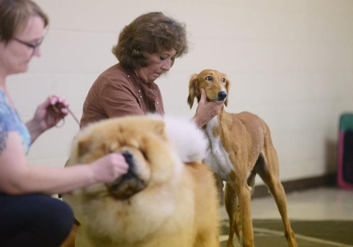 Photos Puppies among competitors at Vallejo dog show News