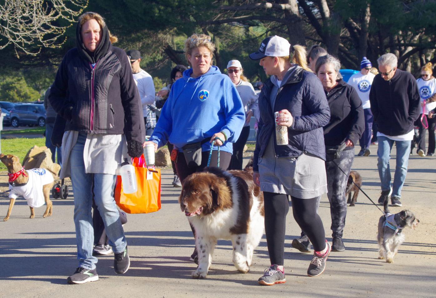 SPCA hosts Paws for a Cause Dog Walk-a-thon in April |  Vacaville-Dixon-Winters | dailyrepublic.com