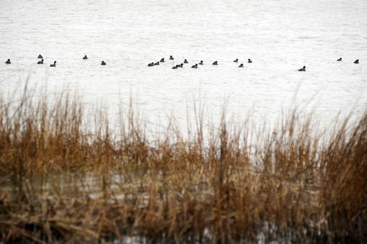 Photos Duck club in peril News