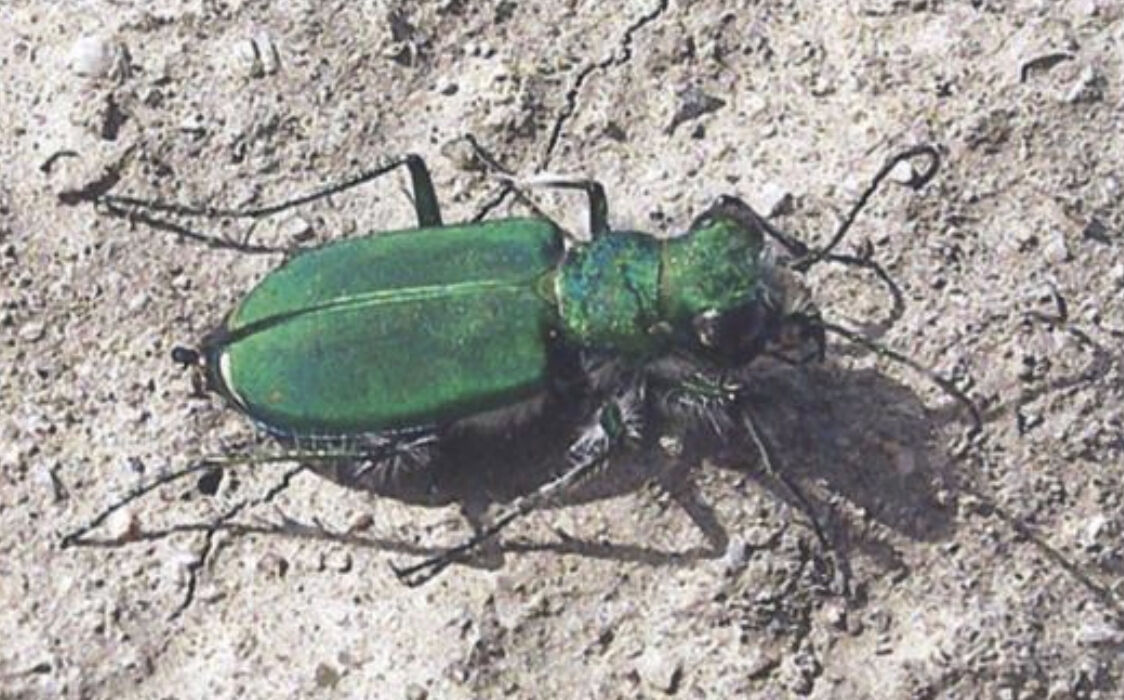 Onetime Solano beetle up for federal species protection | News |  dailyrepublic.com