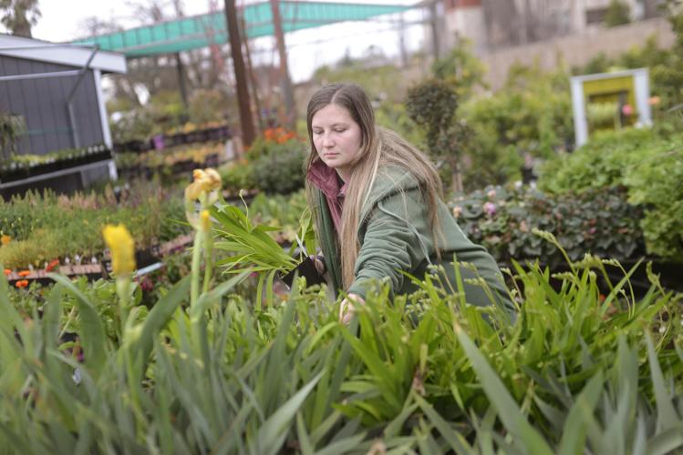 The Corridor El Rancho Nursery carries variety of trees, flowers and