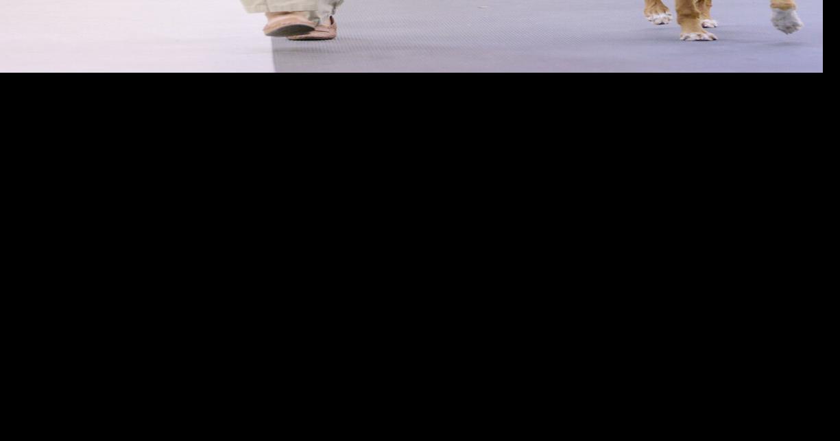 Photos Puppies among competitors at Vallejo dog show News