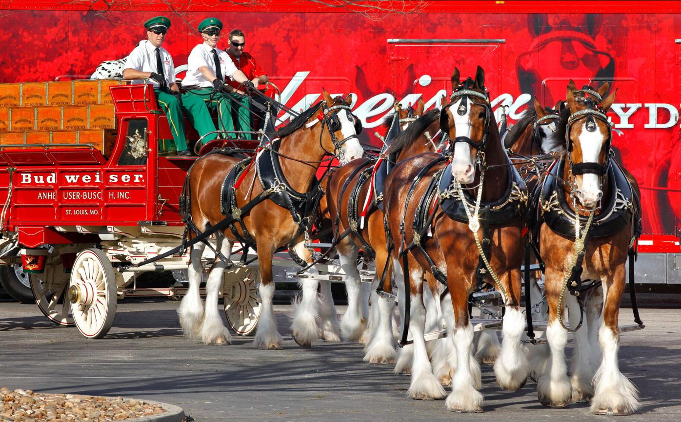 Clydesdales welcome visitors in Fairfield | Fairfield ...