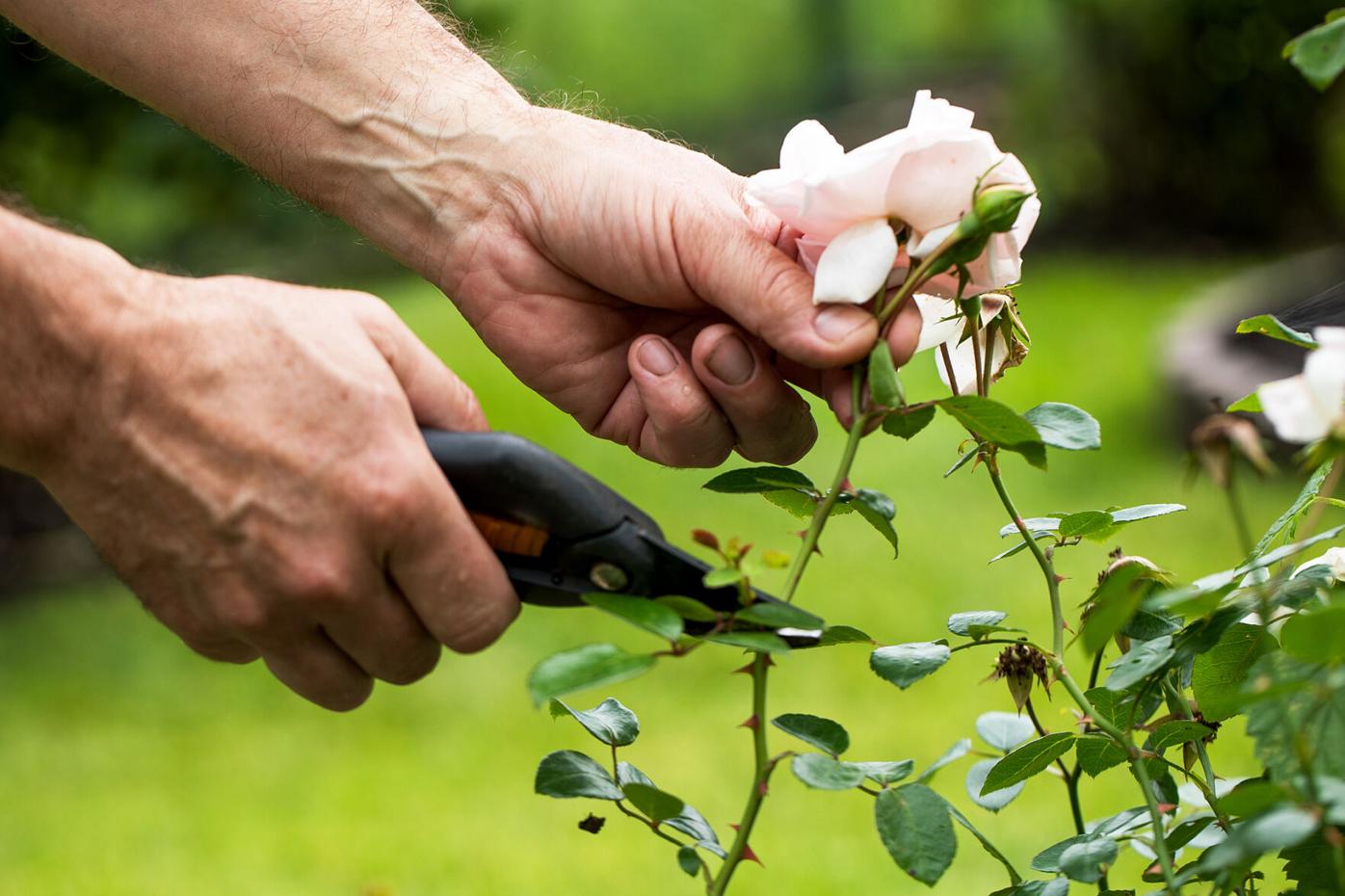 Master Gardeners ready to share their knowledge | News | dailyrepublic.com