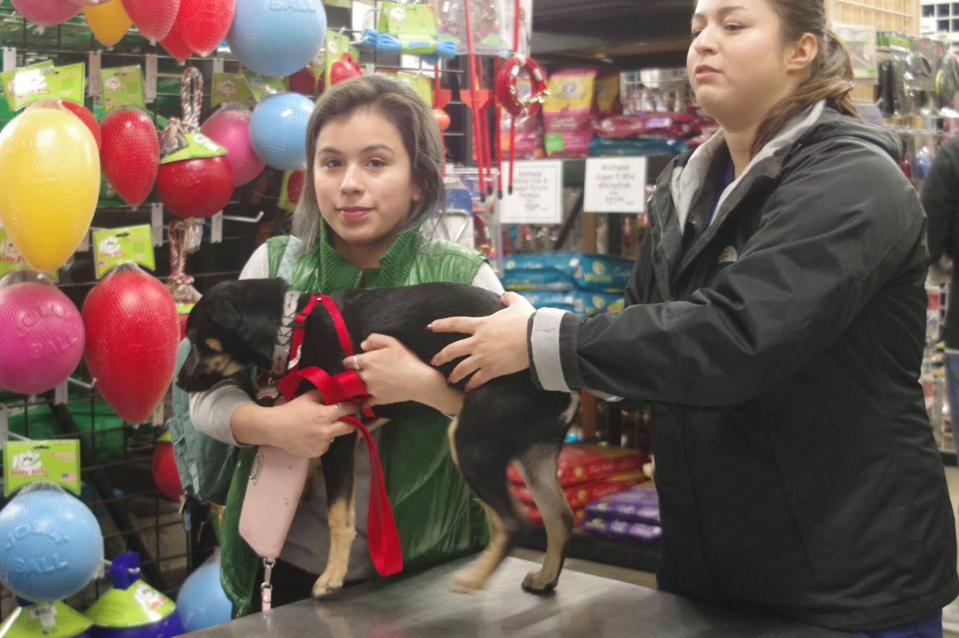 Low-cost vaccine clinic helps keep animals healthy | Solano County |  dailyrepublic.com