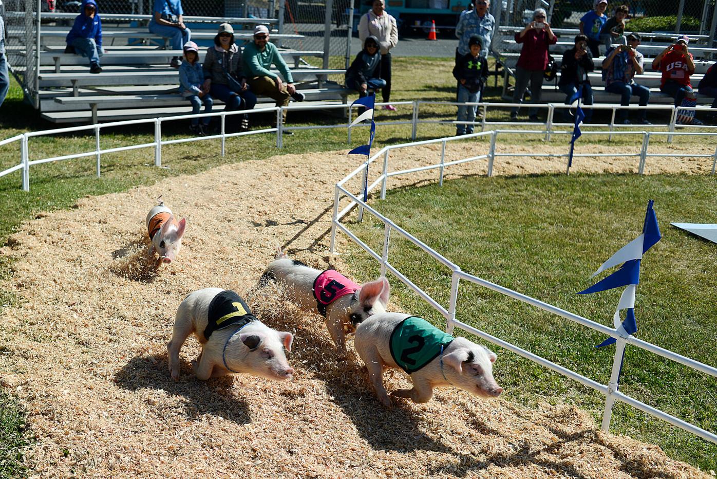 County Fair opens 75th year with a grip on agriculture heritage | News |  dailyrepublic.com