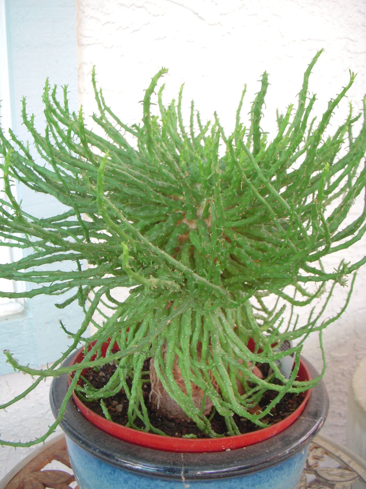 Medusa's Head is exotic succulent | Local Lifestyle Columns |  dailyrepublic.com