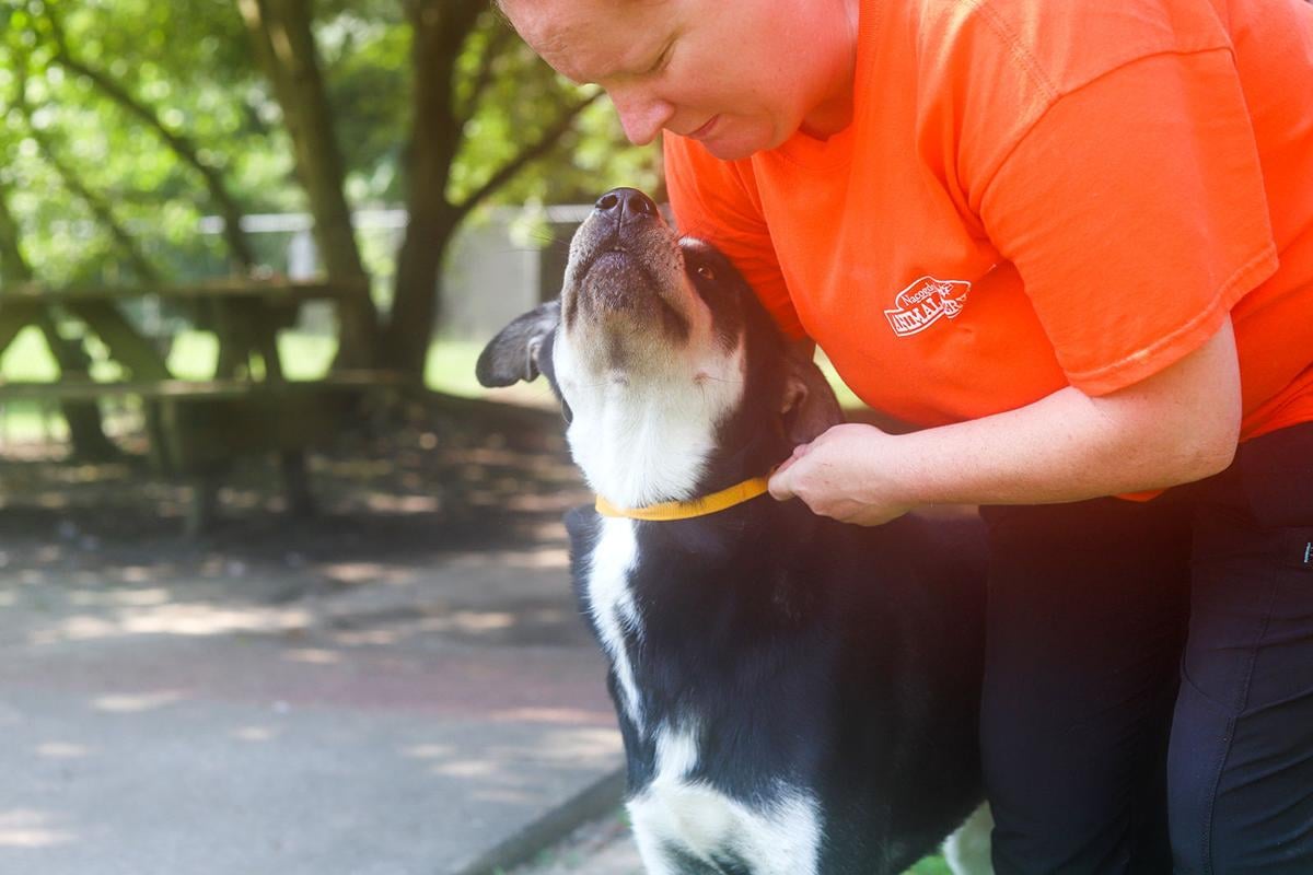 Pets of the Week, July 6, 2021