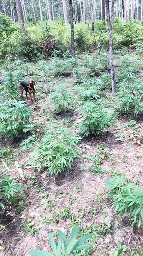 Marijuana grow operation busted in national forest | Local News ...