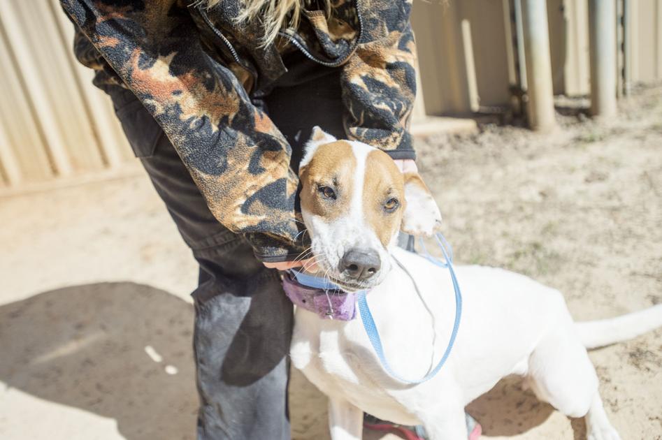 Pets of the Week at the Nacogdoches Animal Shelter on Wednesday, March