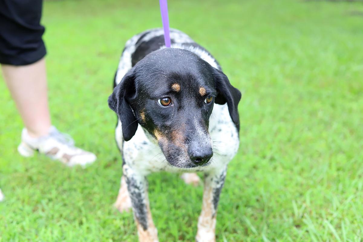 Pets of the Week, June 1, 2021