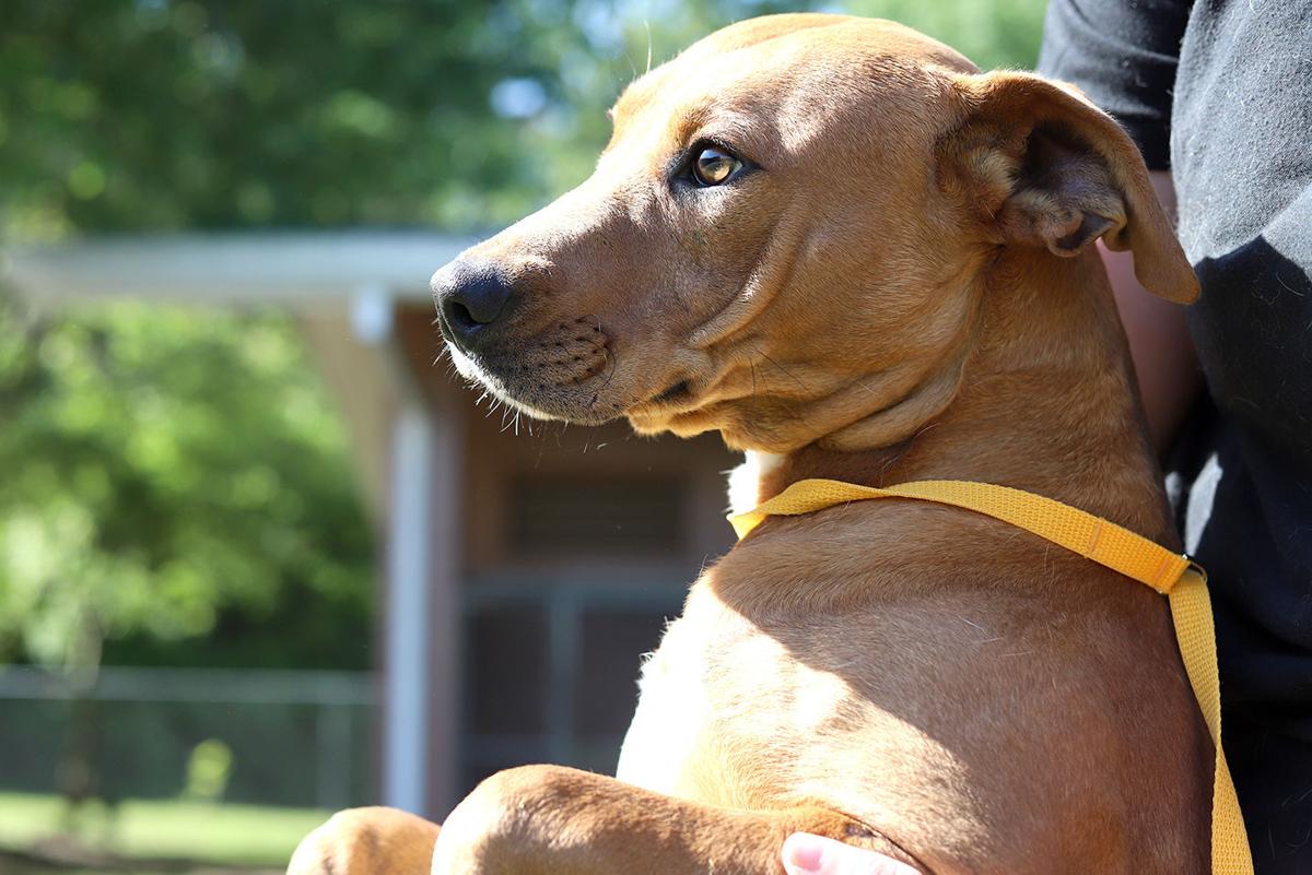 Pets of the Week, April 20, 2021