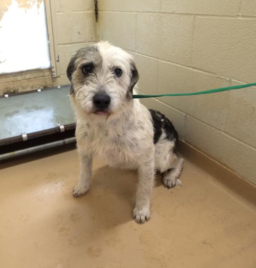 Pets of the Week at the Nacogdoches Animal Shelter on Wednesday, March