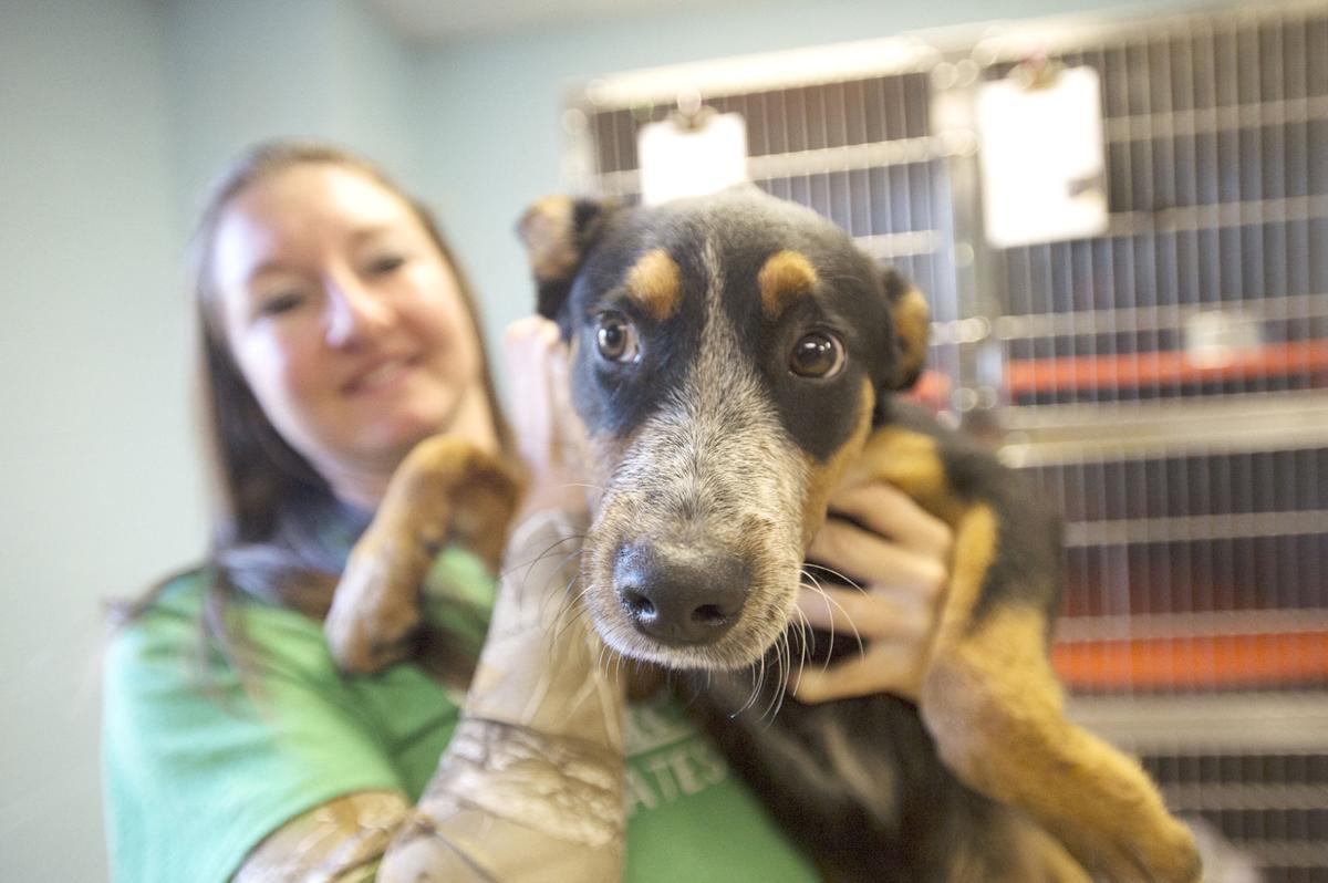 Pets of the Week at the Nacogdoches Animal Shelter on Wednesday, Nov