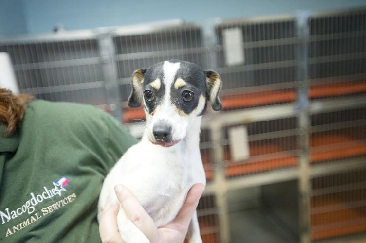 +21 City Of Nacogdoches Animal Shelter