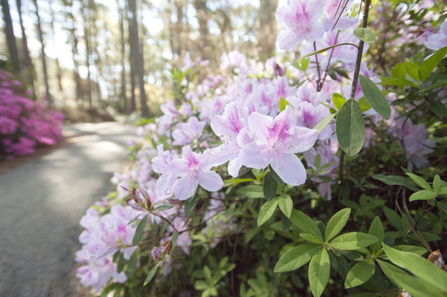 Early spring poses risks for plant life | Local News | dailysentinel.com