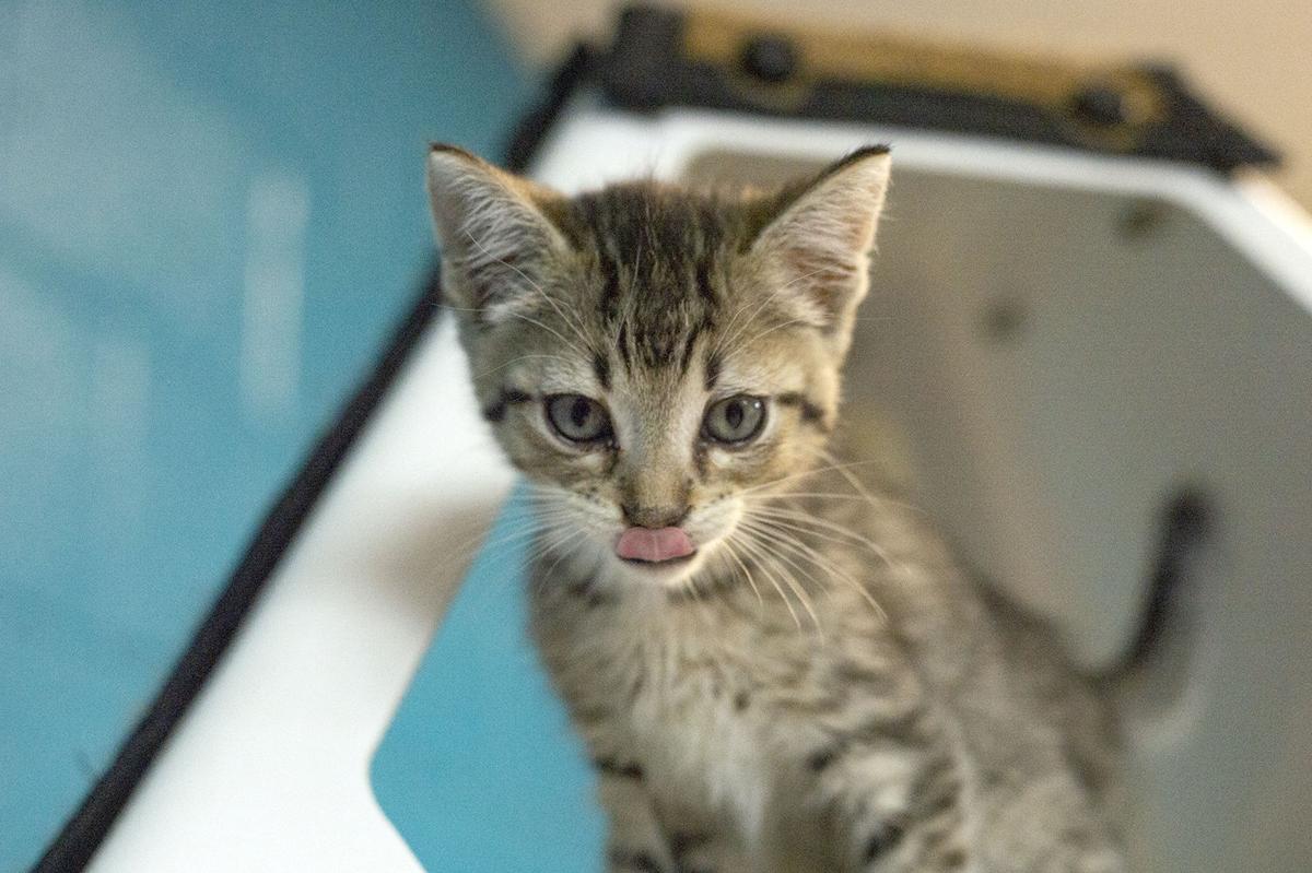 Pets of the Week, June 8, 2021