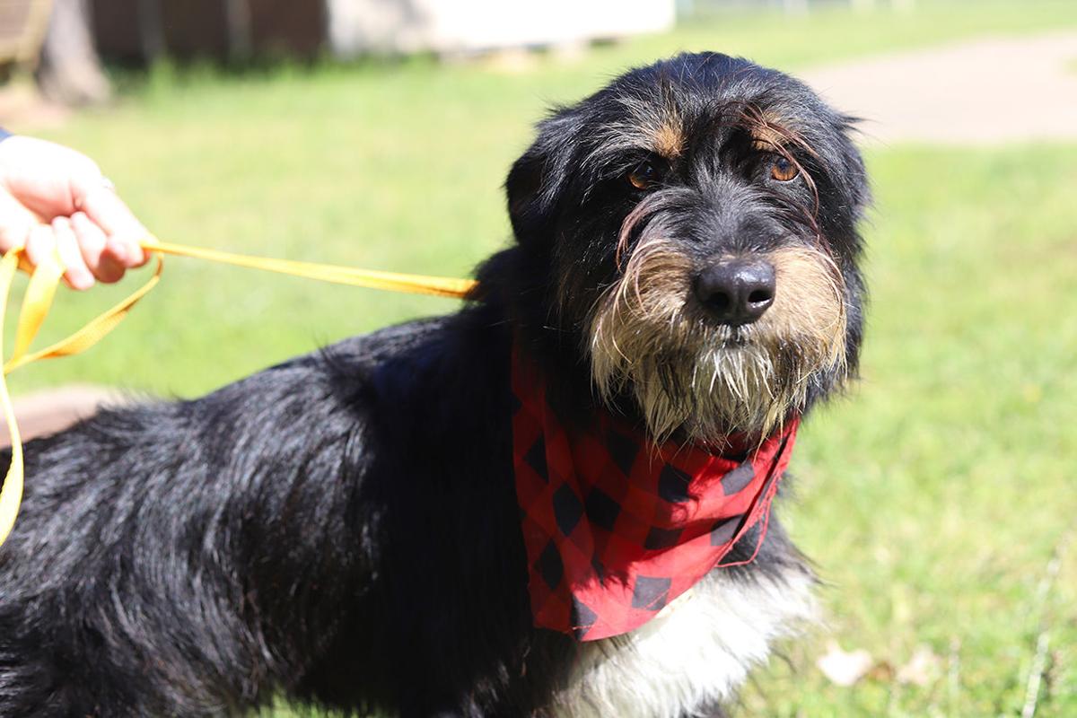 Pets of the Week, April 20, 2021
