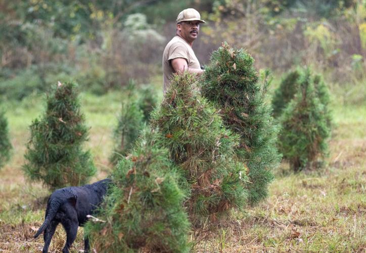 Shrinking Christmas tree industry in East Texas hopes for a miracle ...