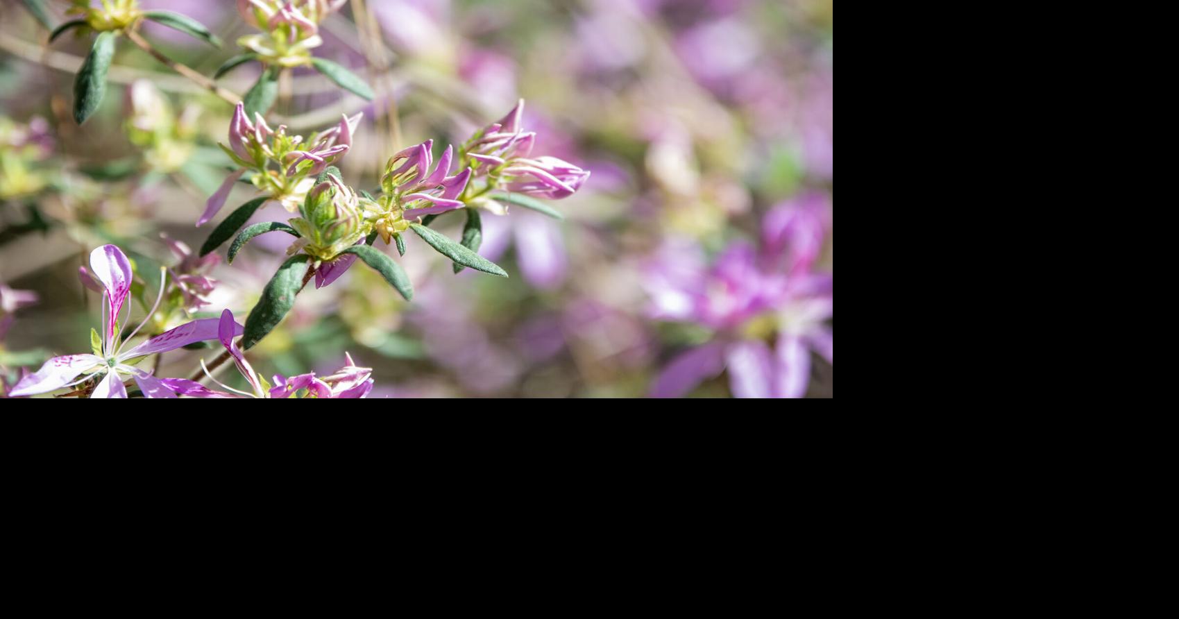 Early azalea blooms mark unofficial start of spring | Local News ...