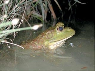 How Do Frogs Breathe? 
