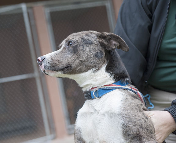 Pets of the Week at the Nacogdoches Animal Shelter on Wednesday, Dec ...