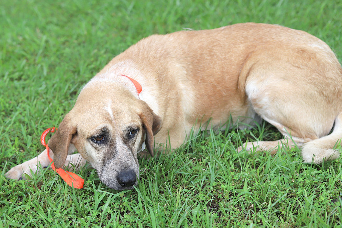 Pets of the Week, June 1, 2021