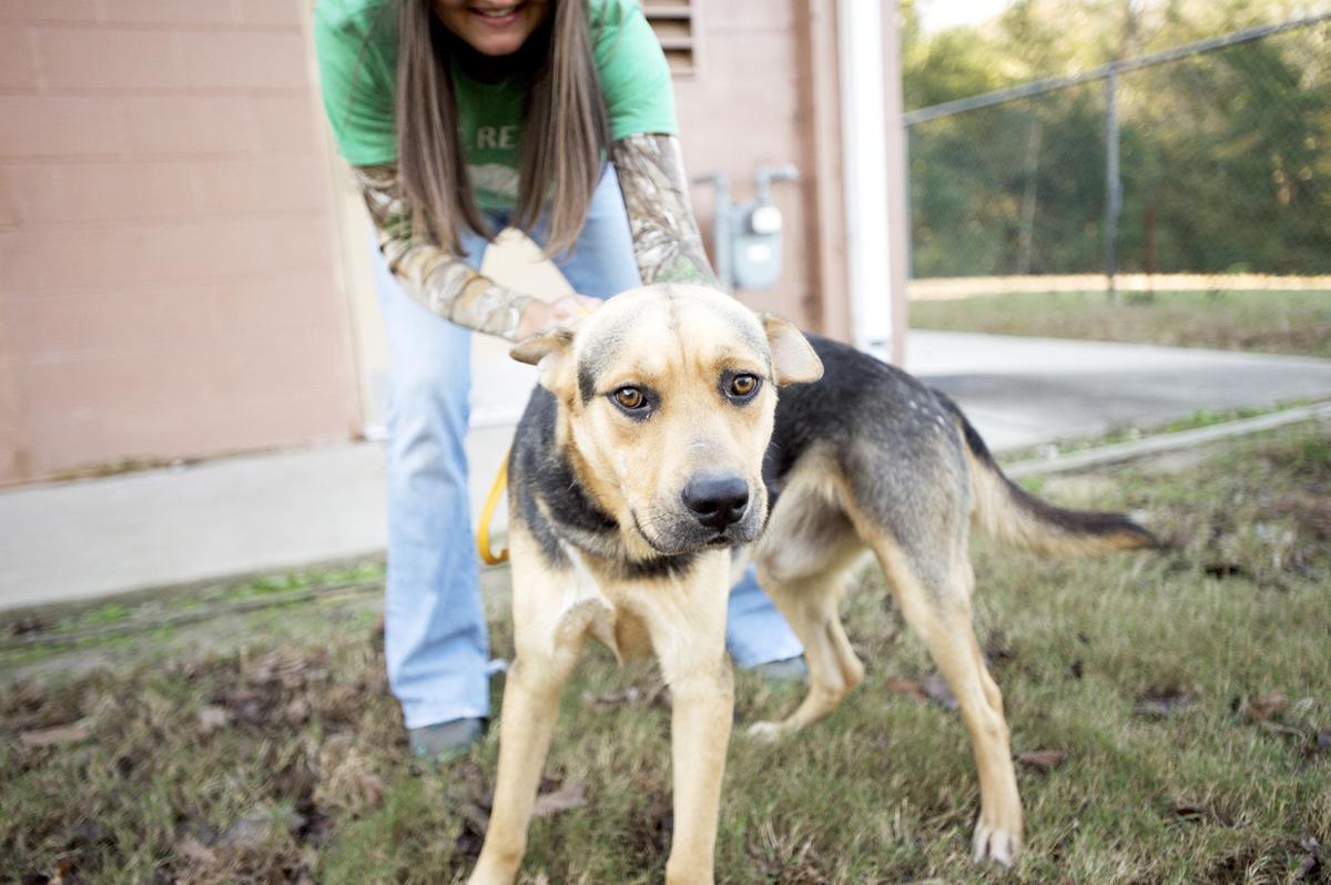 Pets of the Week at the Nacogdoches Animal Shelter on Wednesday, Nov