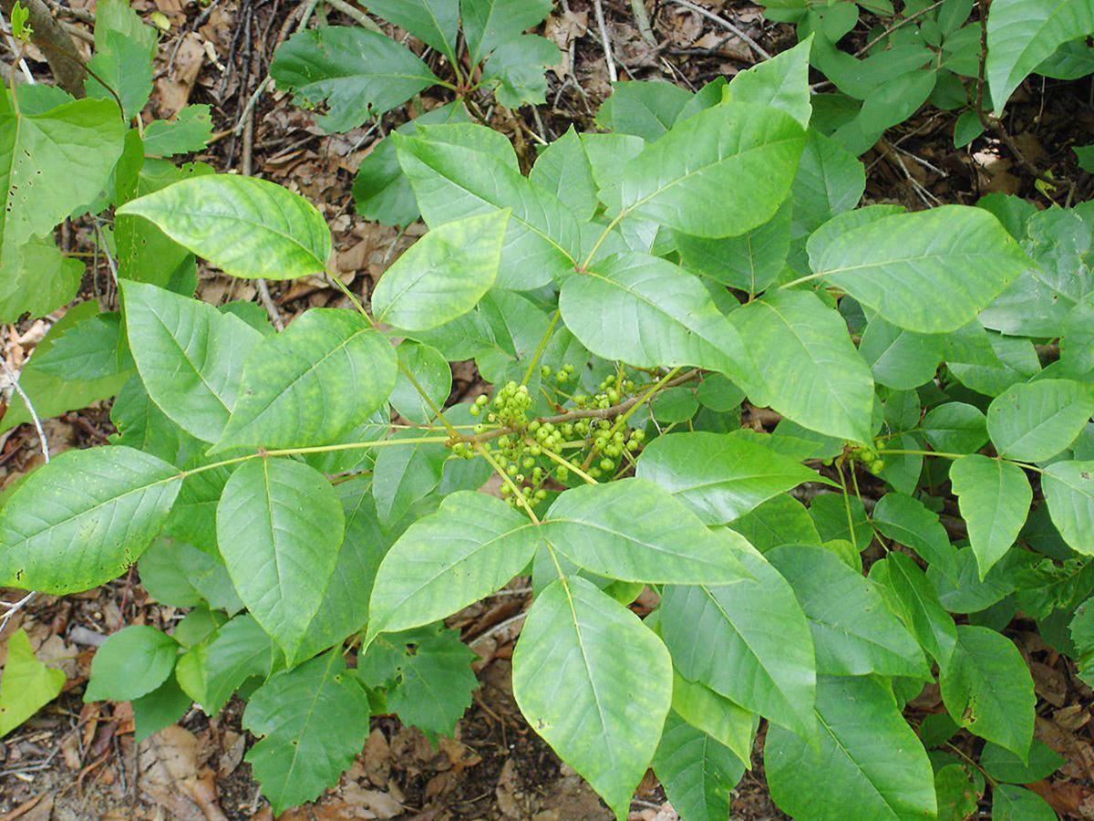 Field and Forest Facts Poison ivy causes itches galore Features