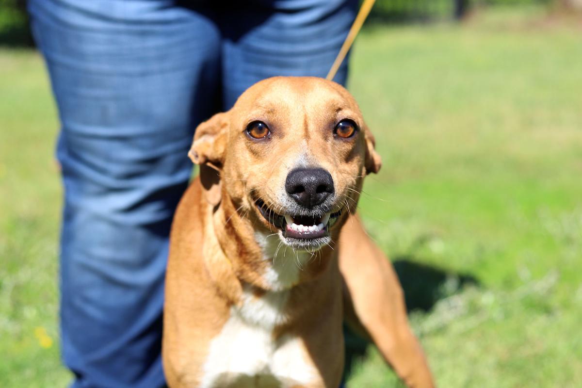 Pets of the Week, April 20, 2021