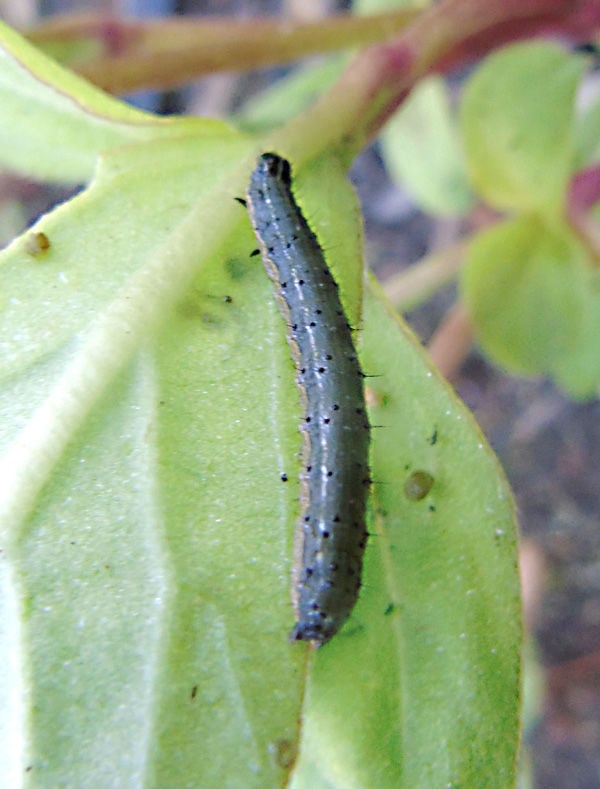 download army worm treatment
